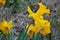 Bright yellow daffodils closeup with green leaves