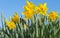 Bright yellow daffodils flowers blooming on sunlit spring meadow
