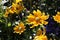 Bright Yellow Daisy Flowers in a Closeup Photo