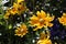 Bright Yellow Daisy Flowers in a Closeup Photo