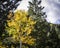 Bright Yellow Dancing Aspen Leaves Among Tall Evergreen Trees