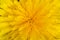 Bright yellow dandelion