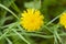 Bright yellow dandelion on a background of blurred greenery