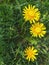 Bright yellow dandelion flowers and green leaves background fresh grass texture spring blooming nature outdoor blossom summer