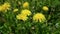 Bright yellow dandelion flowers sway in a light breeze, against a blurry background of a field of dandelions.