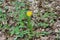 Bright yellow dandelion grows on a long stalk in the spring forest