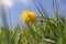 Bright yellow dandelion macro between the green ferns and grass in the spring sunshine and a blue sky background