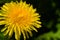 Bright yellow dandelion shallow photography. Spring floral background