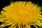 Bright yellow dandelion shallow photography. Spring floral background