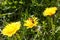 Bright yellow dandelion with a slug on flowers