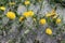 Bright yellow dandelions blossom