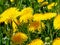 Bright yellow dandelions close-up on a picturesque blurred green natural background