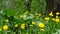 Bright yellow dandelions in the forest