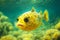 Bright yellow dangerous puffer fish with spread fins in green sea water