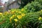 bright yellow day lilies in a home garden