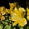 Bright Yellow day lilies in the morning sunshine