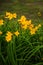 Bright yellow day lilies in a park