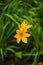 Bright yellow day lilies in a park