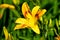 Bright Yellow Daylily Background