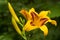 Bright Yellow Daylily Bonanza Flowers