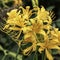 Bright Yellow Daylily Bright Yellow Daylily Flowers Hemerocallis flava on a Background of Green Foliage