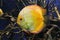 Bright Yellow Discus Fish