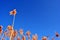 Bright yellow dry reeds line, blue sky with small white moon, view from ground on top