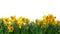 Bright yellow of Easter bells daffodils Narcissus spring flowe