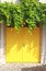 Bright yellow entrance door with a vine plant