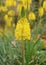 Bright yellow eremurus flower