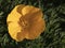 Bright yellow Eschscholzia Californica