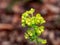 Bright yellow Euphorbia  x plant  in spring