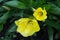 Bright yellow evening primrose (oenothera) in the garden