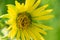 Bright Yellow False Sunflower in prairie field. Flowering plant in Asteraceae Family. Rhizomatous herbaceous perennial.