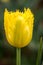 Bright Yellow Feathered Edge Tulip Flowers, Victoria, Australia, September 2016