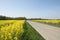 bright yellow field of blooming rapeseed , sunny spring day, natur, canola