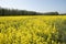 bright yellow field of blooming rapeseed sunny spring day, natural background