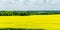 Bright yellow field of oilseed rapeseed. Field of rapeseed with dark stripe of plowed land in foreground