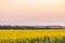 Bright yellow field of sunflowers in the diffused light of the evening dusk