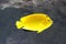 Bright yellow fish