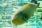 Bright yellow fish - Andaman Islands