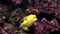 Bright yellow fish box pufferfish underwater in Galapagos.