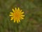 Bright yellow flatweed flower - Hypochaeris radicata