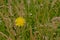 Bright yellow flatweed flower in a meadow with wild high grass