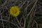 Bright yellow flower against the background of dried gray-green grass