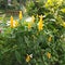 Bright yellow flower around village