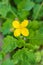 Bright yellow flower Celandine Chelidonium majus, on a green leafy background closeup. Shallow depth of field