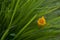 Bright yellow flower, daylily, in green grass, raindrops