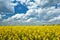 Bright yellow flower field, beautiful spring landscape, rapeseed