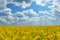Bright yellow flower field, beautiful spring landscape, rapeseed